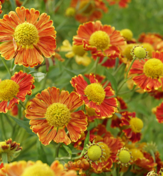 Helenium NELLA kont. 0,5 l
