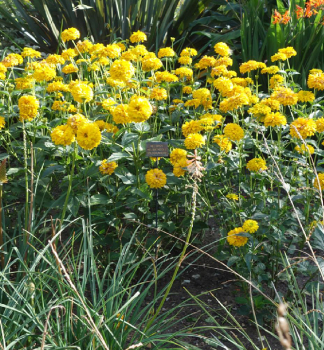 Heliopsis (Janeba) GOLDGRNHERZ kont. 0,5 l