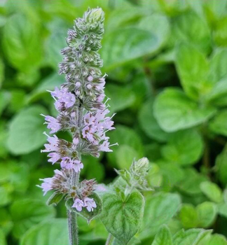 Mta levanduov LAVENDEL kont. 0,5 l