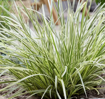 Lomandra dlouholist WHITE SANDS kont. 0,5 l