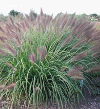 Dochan psrkovit (vousatec) NATIONAL ARBORETUM kont. 0,5 l