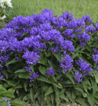 Zvonek klubkat GENTI BLUE kont. 0,5 l