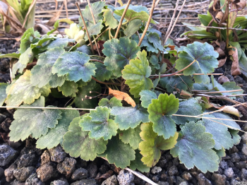 Obrzok (7)