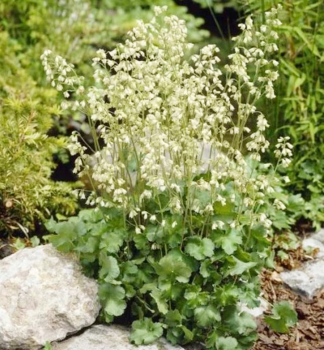 Dluicha americk SCHNEEWITTCHEN kont. 0,5 l