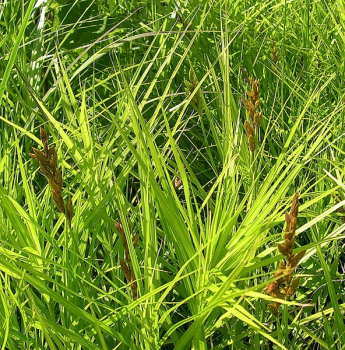 Obrzok (3)