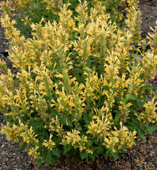 Agastache POQUITO BUTTER YELLOW kont. 0,5 l