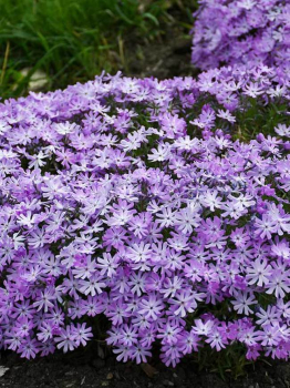 Flox hybridn BEDAZZLED LAVENDER kont. 0,5 l 