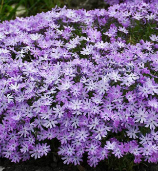 Flox hybridn BEDAZZLED LAVENDER kont. 0,5 l 