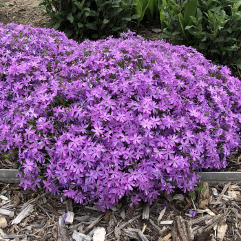 Flox hybridn BEDAZZLED PINK kont. 0,5 l 