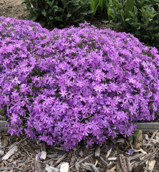 Flox hybridn BEDAZZLED PINK kont. 0,5 l 