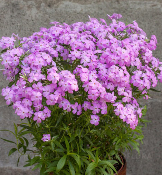 Flox hybridn FOREVER PINK kont 0,5 l