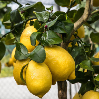 Citronk SIRACUSANO 60-70 cm, kont. 2 l, roubovan