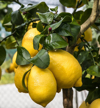 Citronk SIRACUSANO 90-100 cm, kont. 2 l, roubovan