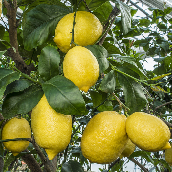 Citroník ´AMALFITANO´ 60-70 cm, kont. 2 l, roubovaný