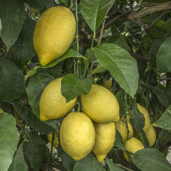 Obrzok (2)