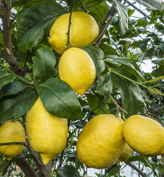 Citroník ´AMALFITANO´ 80-90 cm, kont. 2 l, roubovaný