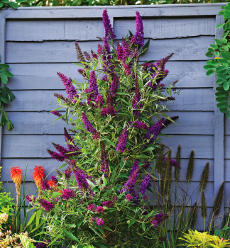 Komule Davidova BUTTERFLY TOWER 15-20 cm, kont. 2 l