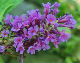 Obr�zok (5)