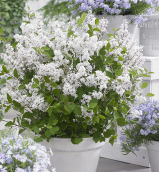 ek Mayerv FLOWERFESTA WHITE 20-30 cm, kont. 2,5 l