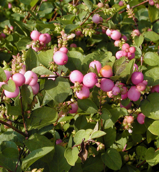 Pmelnk Doorenbosv MAGIC BERRY 90-100 cm, kont. 2,5 l