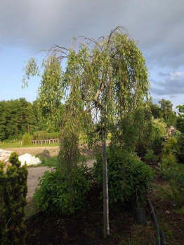 Bza pevisl GRACILIS na kmnku 120 cm, kont. 7,5 l