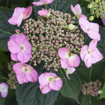 Hortenzie pilovit KOREANA 30-40 cm, kont. 2,5 l