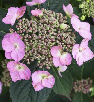 Hortenzie pilovit KOREANA 30-40 cm, kont. 2,5 l