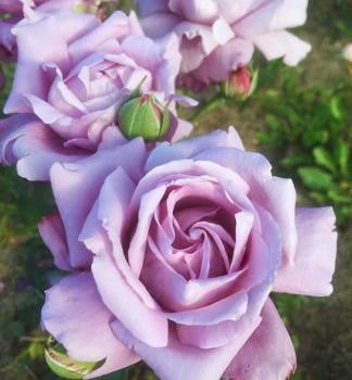 Růže mnohokvětá keřová ´BLUE PARFUM®´ ***** Tantau, kont. 6 l