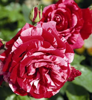 Růže mnohokvětá keřová ´DEEP IMPRESSION®´ * Tantau, kont. 6 l