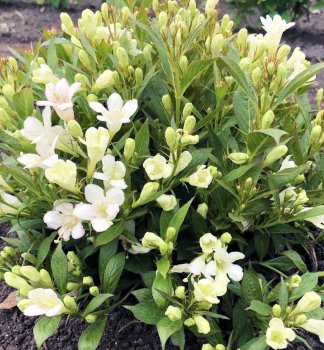 Vajglie kvtnat PICOBELLA BIANCO 10-15 cm, kont. 1,4 l