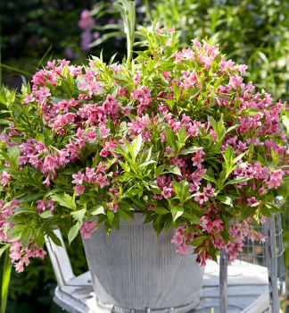 Vajglie kvtnat PICOBELLA ROSA 10-15 cm, kont. 2,5 l