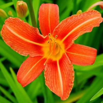 Denivka PRINCE OF ORANGE kont. 1,4 l