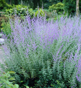 Perovskie lebedolist RUSSIAN SAGE kont. 0,5 l