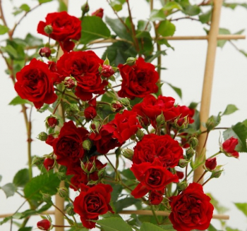 Růže pnoucí ´CRIMSON SILUETTA®´ * 40-50 cm, kont. 2 l 