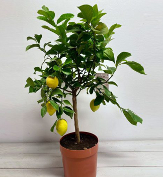 Citron�k �MEYER�, kont. 2 l