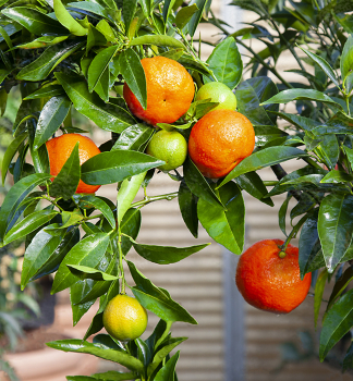 Mandarinkovnk LORETINA 20-30 cm, kont. 2 l