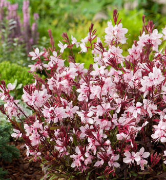 Gaura Lindheimeri GRACEFUL PINK kont. 0,5 l