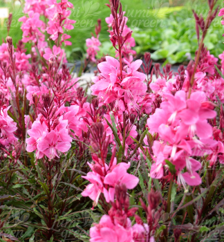 Gaura Lindheimeri �GRACEFUL PINK�� kont. 0,5 l