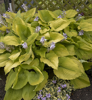 Hosta (bohyka) SHADOWLAND COAST TO COAST kont. 0,5 l