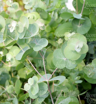 Obr�zok (6)