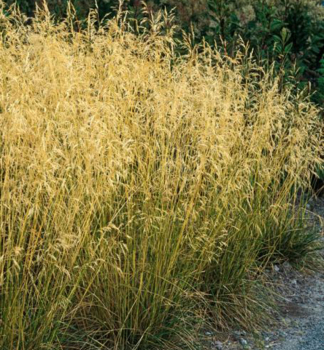 Metlice trsnat� �BRONZESCHLEIER� 20-30 cm, kont. 2 l