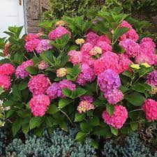 Hortenzie velkolist GLOWING EMBERS 10-15 cm, kont. 1,4 l