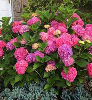 Hortenzie velkolist� �GLOWING EMBERS�, kont. 1,4 l