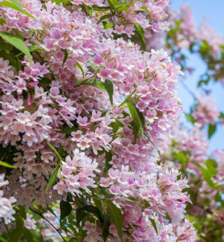 Kolkv�cie n�dhern� 15-20 cm, kont. 1,4 l