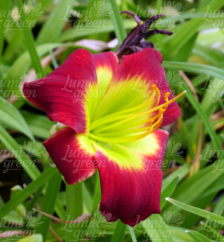 Obr�zok (6)
