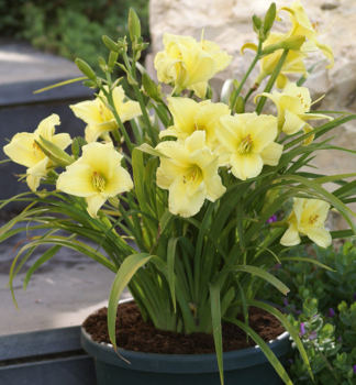 Denivka hybridn FRAGRANT REFLECTION kont. 1 l