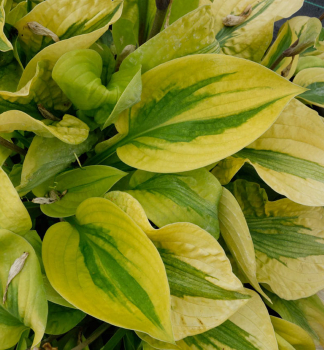 Hosta (Bohyka) GLAD RAGS kont. 1 l