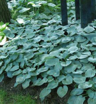 Hosta (Bohyka) BLUE STILTON kont. 1 l