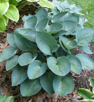 Hosta (Bohyka) BLUE STILTON kont. 1 l