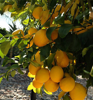 Citronk LISBON 30-40 cm, kont. 2 l